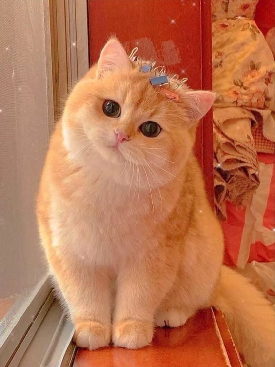 15 Contoh Foto Profil WA Keren dan Unik!